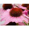 Echinacea Conetto Melon