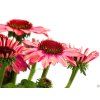 Echinacea Pomegranate (2)