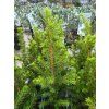 Picea glauca 'December' (1)
