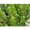 Picea glauca 'December' (2)