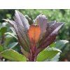 viking
