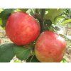 108861 jablon astrachan cerveny