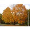 Acer saccharum 3