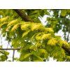 Metasequoia Goldrush (1)
