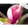 Magnolia Deep Purple Dream (2)