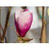 Magnolia Deep Purple Dream (1)