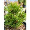 Pinus heldreichii�'Hald Koryta' (2)