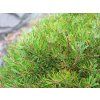 kiomatsu