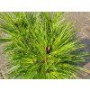 Pinus tabuliformis 'Jiuzhaigou Valley' (2)