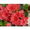 Azalea japonica Estrella