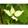 Cornus Flower Tower (1)
