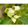 Cornus Flower Tower (2)