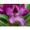 Rhododendron Durantik (1)