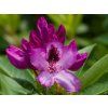 Rhododendron Durantik (2)