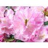Rhododendron Polaris (2)