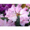 Rhododendron Polaris (1)