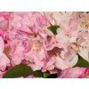 Rhododendron Polaris