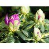 Rhododendron Goldflimmer (2)