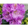 Rhododendron Goldflimmer (1)