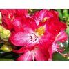 Rhododendron Junifeuer (1)