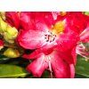 Rhododendron Junifeuer (2)