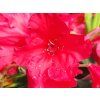 Rhododendron Vulcan (2)