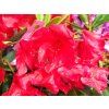 Rhododendron Vulcan (1)