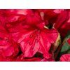 Rhododendron Vulcan