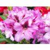 Rhododendron Kokardia (1)