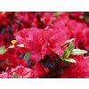 Japonská azalka 'Little Red' (Balení kontejner C65)