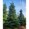 Abies nordmandianna