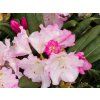 Rhododendron Ken Janeck (1)