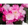 Rhododendron Ken Janeck (2)