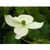 Cornus kousa var. chinensis