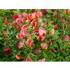 Cytisus Red Lion (2)