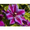 Clematis 'Akaishi' (3)