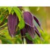 Clematis Violet Surprise (1)