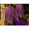 Clematis Violet Surprise (2)