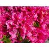 Azalea japonica Diamont Rot