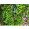 Picea sitchensis (1)