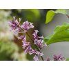 Syringa Jaga (3)