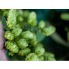 Hopfen