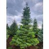 Abies nordmannina33
