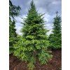 Abies nordmanniana27