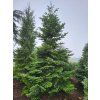 Abies nordmandianna