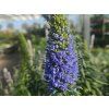 Echium fastiosum (3)