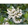 Escallonia 'Iveyi'