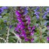 Salvia Lake George (1)