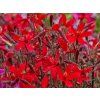 Silene Red Burning Heart