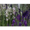 Lavandula angustifolia Tricolor